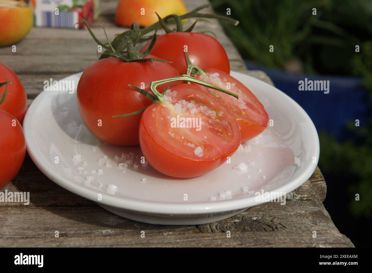 Solanum esculentum, tomate, avec sel Banque D'Images