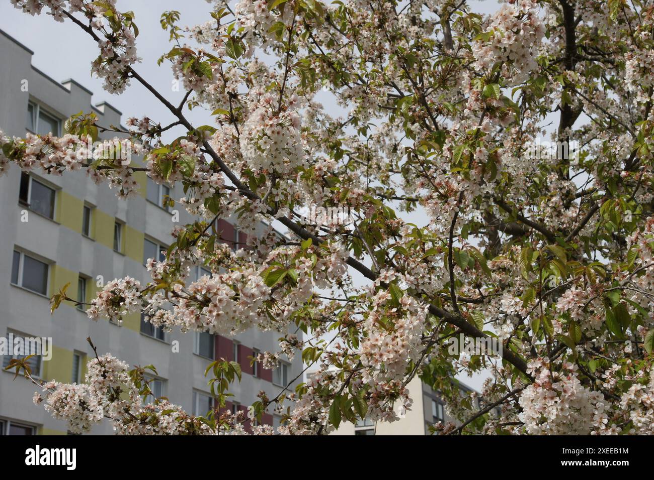 Prunus avium, sweet cherry Banque D'Images