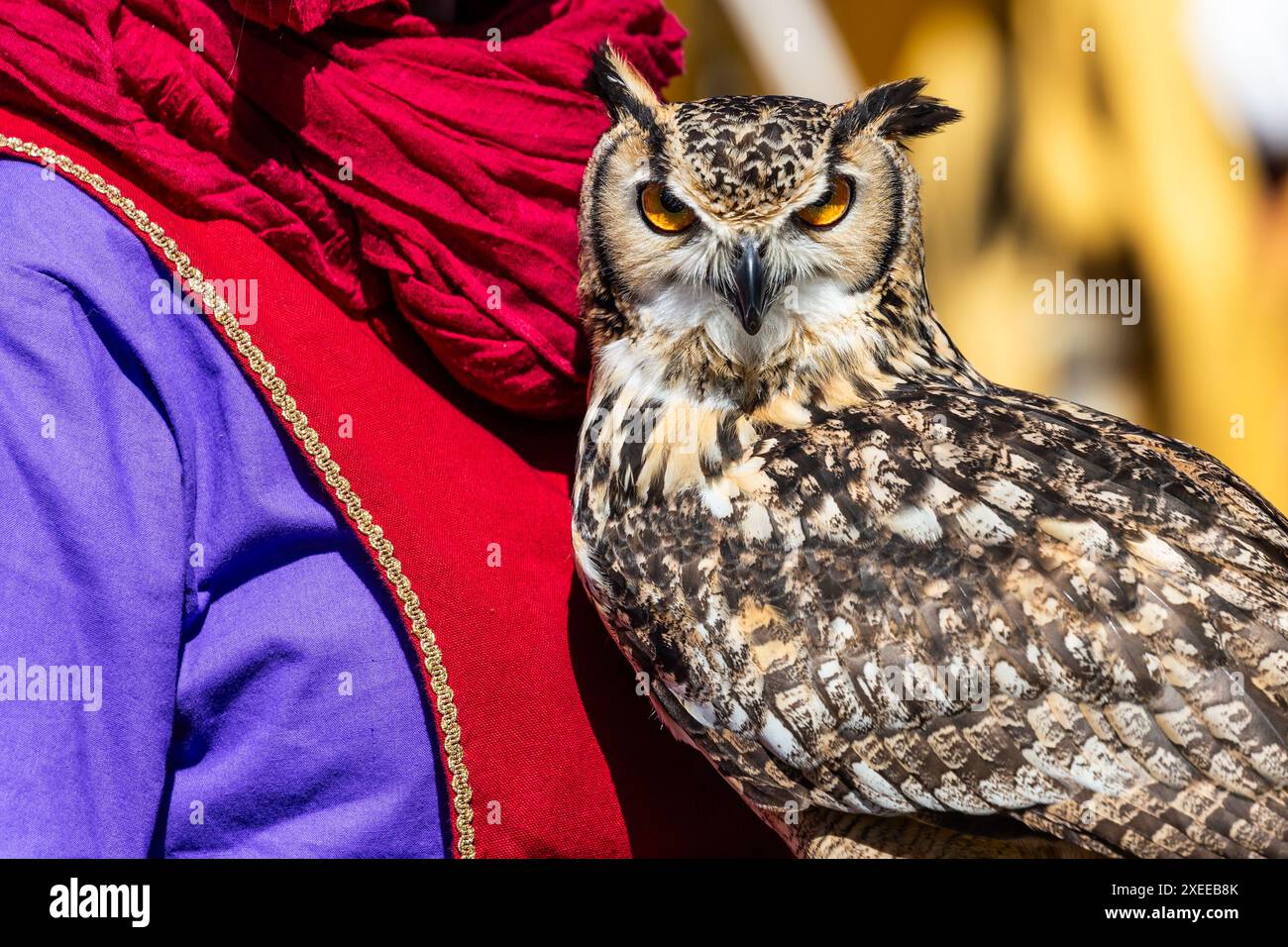 Hibou regardant la caméra. Thèmes animaliers, oiseau majestueux, jour Banque D'Images