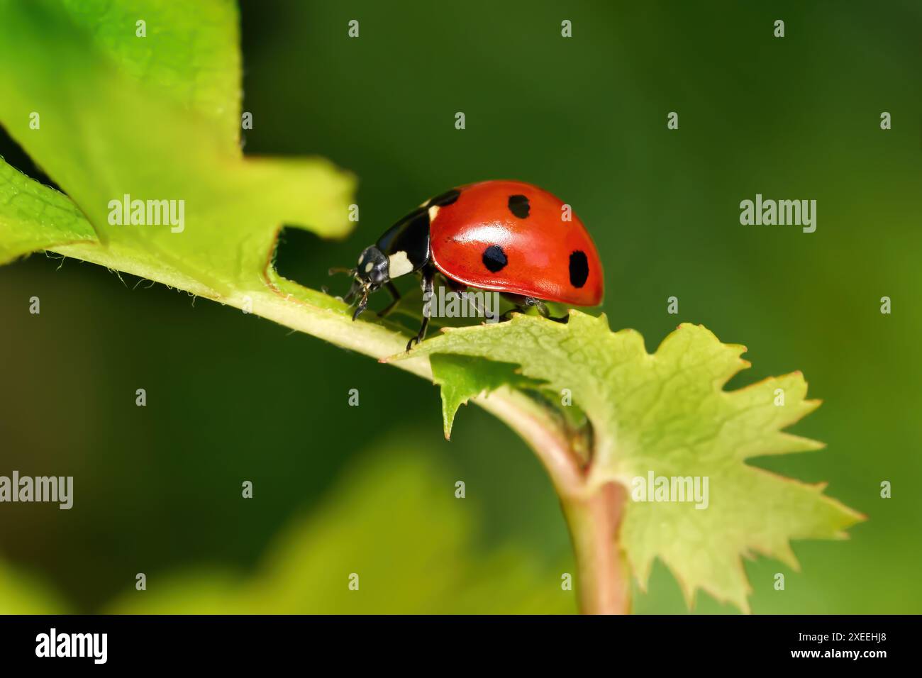 Coccinelle septempunctata (coccinella septempunctata) en vue latérale sur une plante Banque D'Images