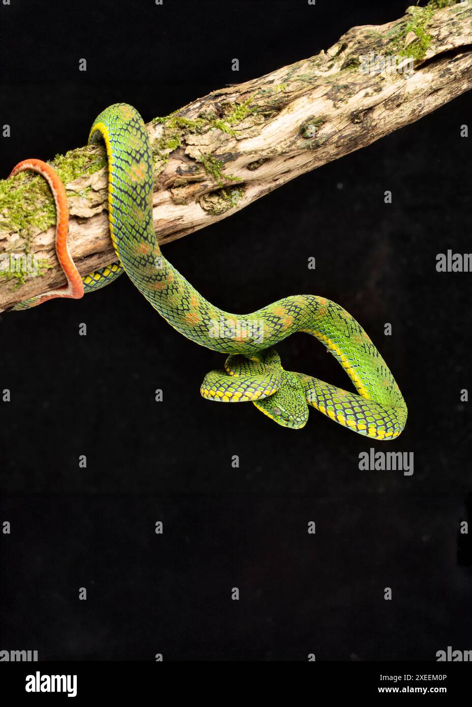 Vipère de Schultze, Trimeresurus schultzei. Captif. Originaire des Philippines (Palawan, Balabac). Famille Viperidae. Captif. Captif. Banque D'Images