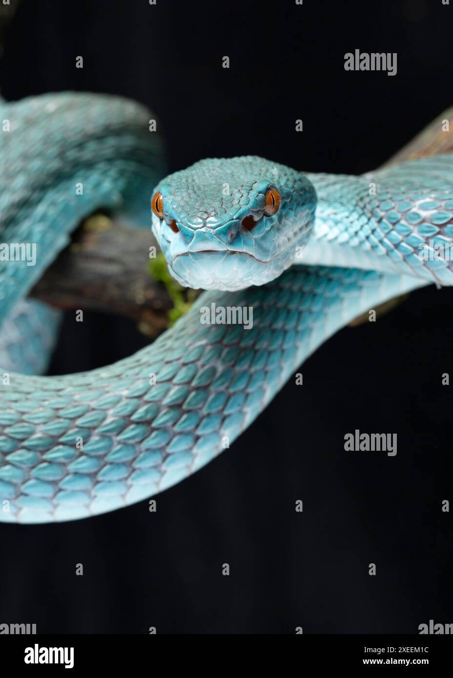 Vipère de l'île à lèvres blanches, Trimeresurus insularis, forme bleue. Famille Viperidae.. Banque D'Images