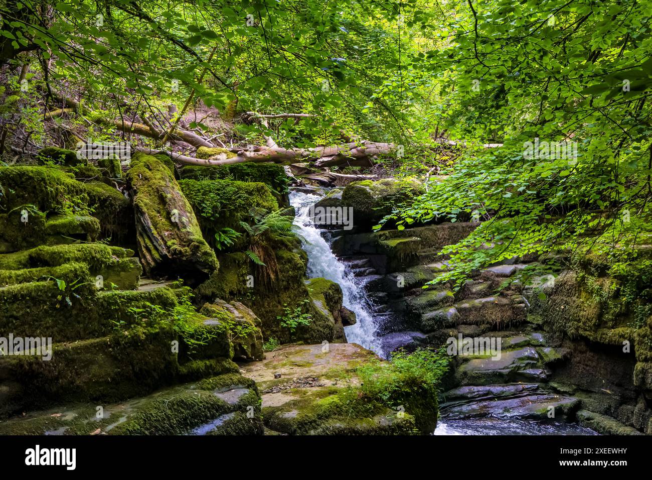 Petite cascade dans une gorge profonde couverte d'arbres Banque D'Images