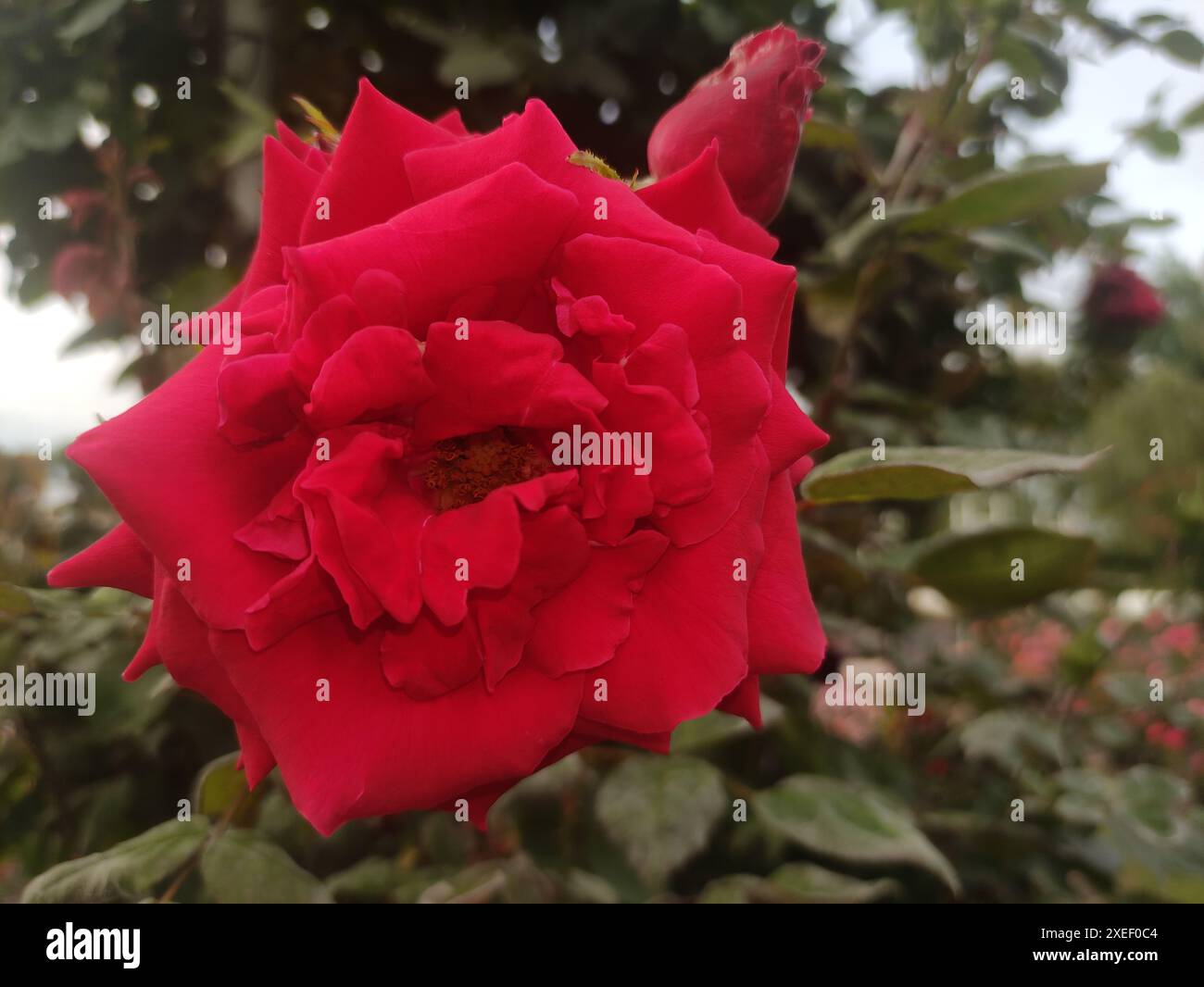 Une photographie rapprochée d'une rose rouge unique en pleine floraison Banque D'Images