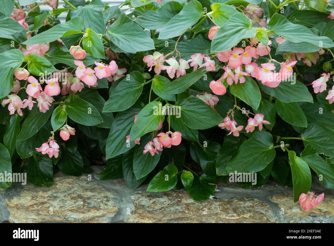 Begonia Dragon Wing rose méga, bégonia fleuri. Banque D'Images