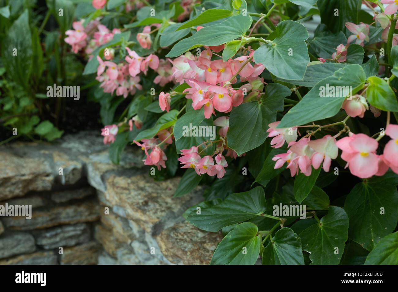 Begonia Dragon Wing rose méga, bégonia fleuri. Banque D'Images