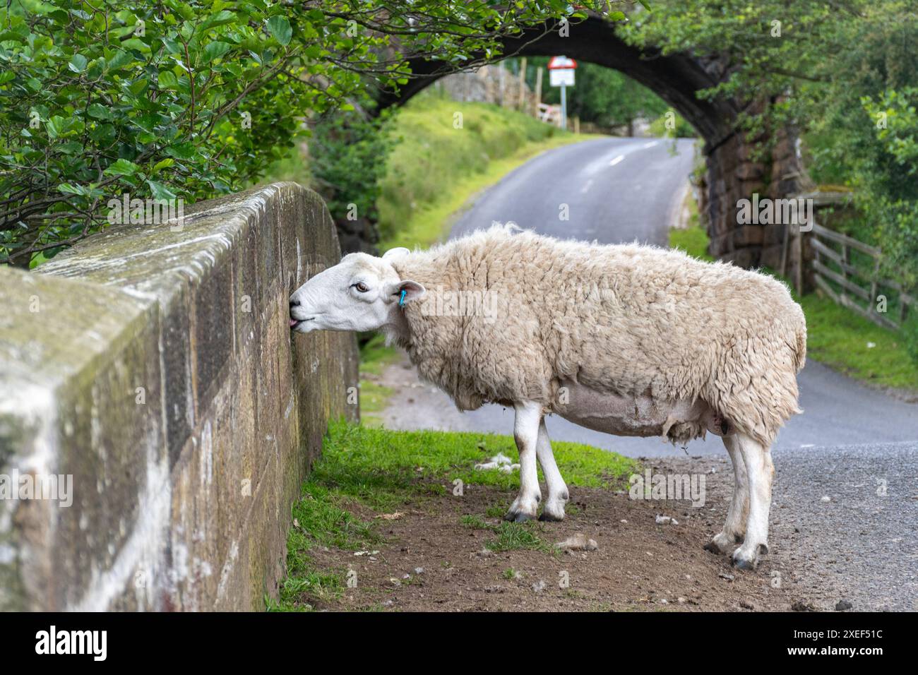 Mouton léchant un pont de pierre ou un mur, signe de carence en nutriments Banque D'Images