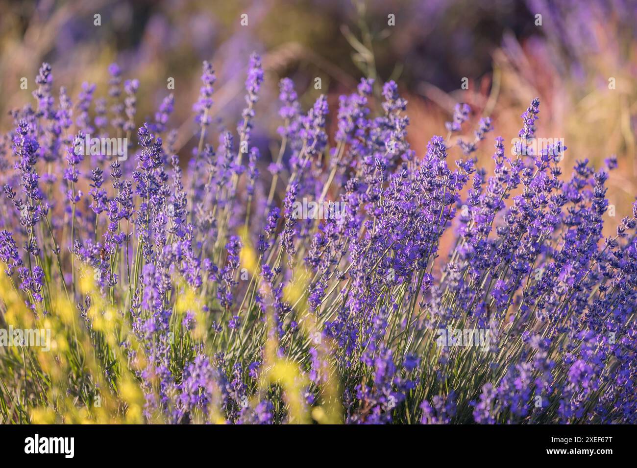 Fond de gros plan de fleurs de lavande Banque D'Images