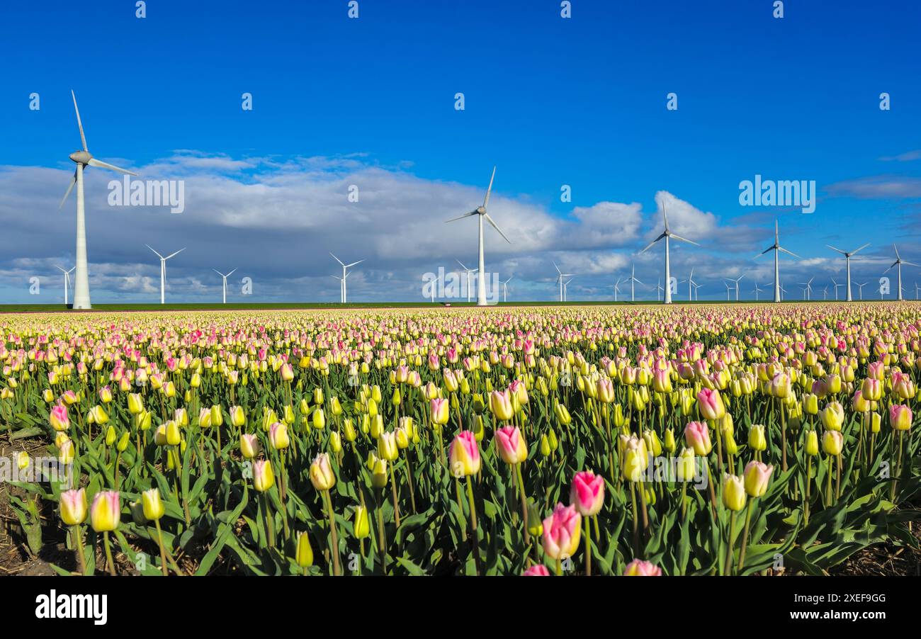 Un champ vibrant de tulipes s'étend à l'horizon, leurs pétales dansant dans la brise. En arrière-plan, la victoire néerlandaise traditionnelle Banque D'Images