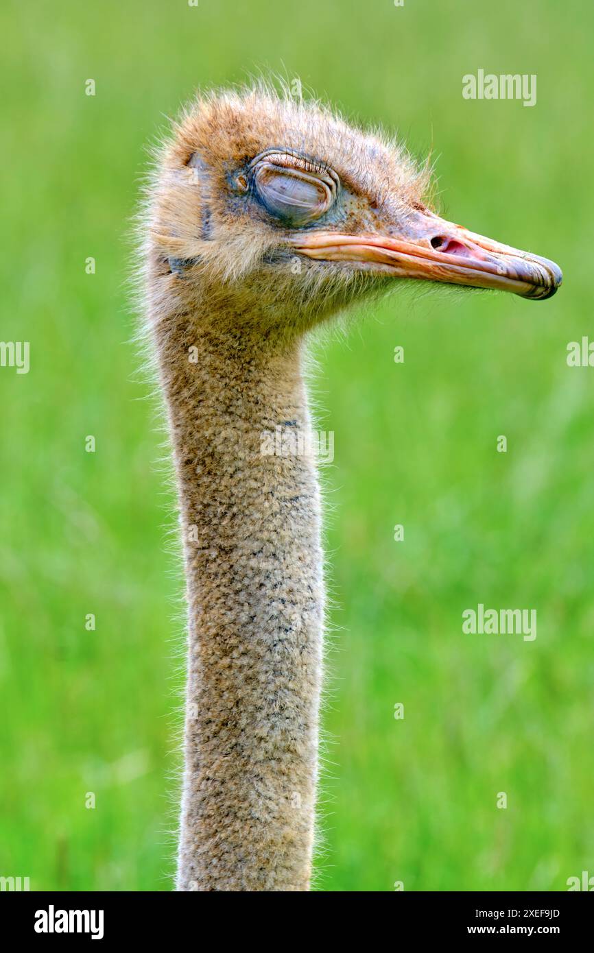 Un bébé autruche (Stuthio camelus) est debout dans un champ vert. L'oiseau a un regard endormi sur son visage. Parc naturel de Cabarceno. Cantabrie, Espagne. Banque D'Images