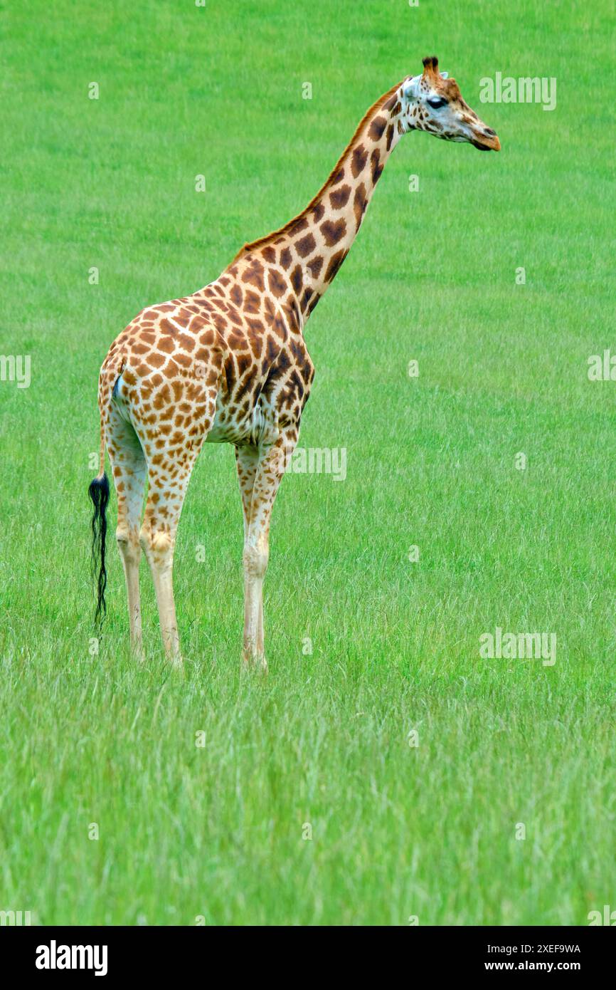 Girafe (Giraffa camelopardalis) debout dans un champ herbeux. Parc naturel de Cabarceno. Cantabrie, Espagne. Banque D'Images