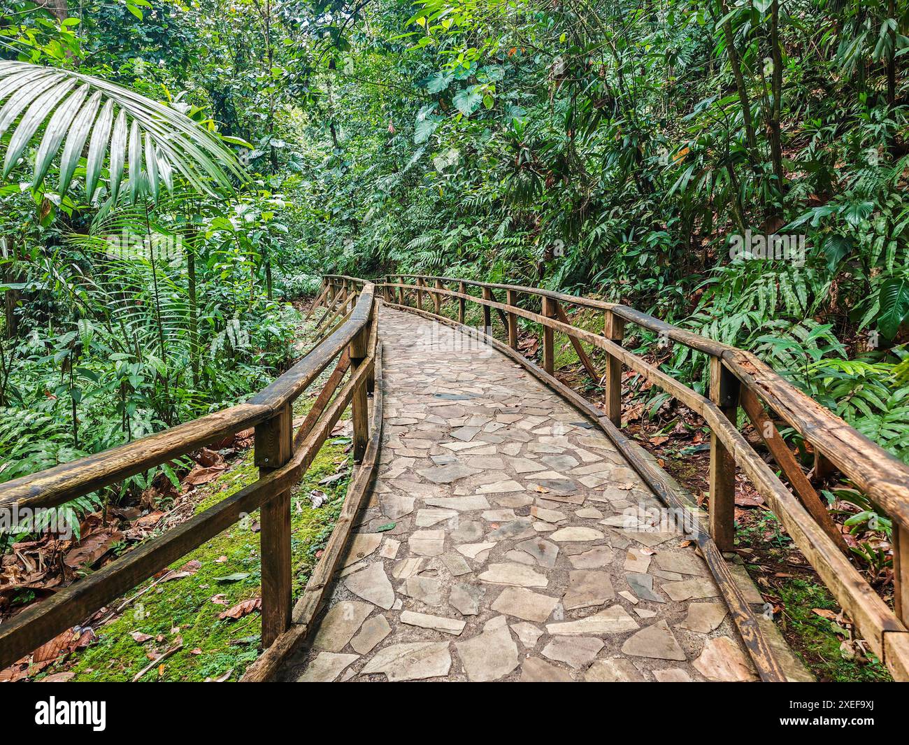 Jardin Botaniqu de Deshaies, jardin botanique avec flore et faune en Guadeloupe, Caraïbes Banque D'Images