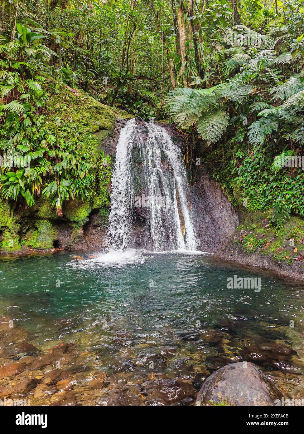 Une cascade dans la forêt. Les cascades des Ecrevisses, Cascade aux Ã©crevisses en Guadeloupe Banque D'Images