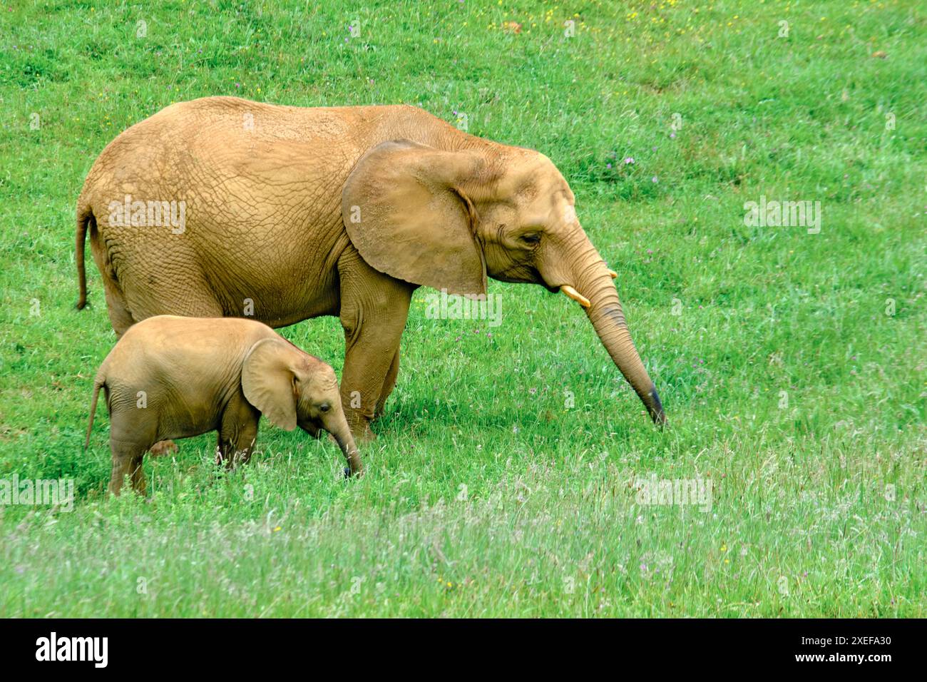 Une mère éléphant (Loxodonta africana) et son bébé sont debout dans un champ herbeux. La scène est paisible et sereine. Parc naturel de Cabarceno. Cantabrie Banque D'Images