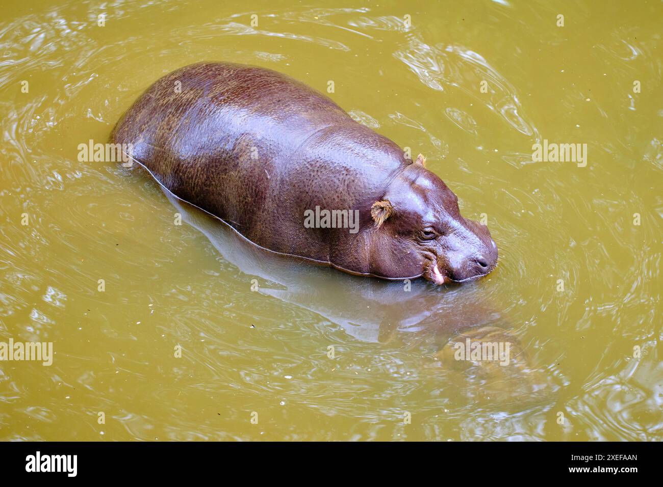 Un hippopotame pygmée nage dans un plan d'eau trouble. Banque D'Images