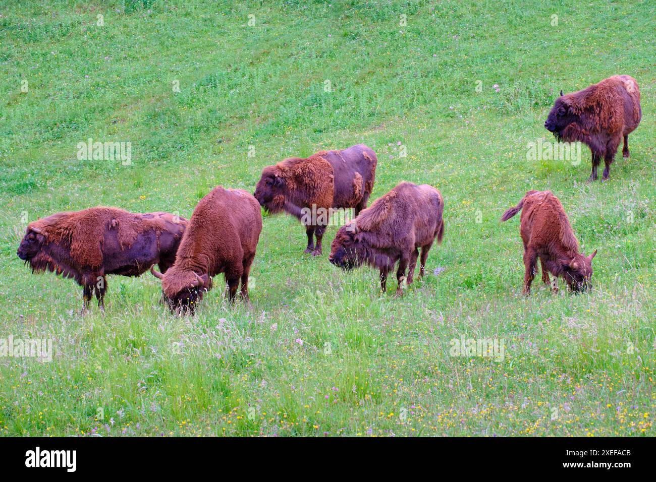 Groupe de bisons européens pâturant dans une prairie Banque D'Images