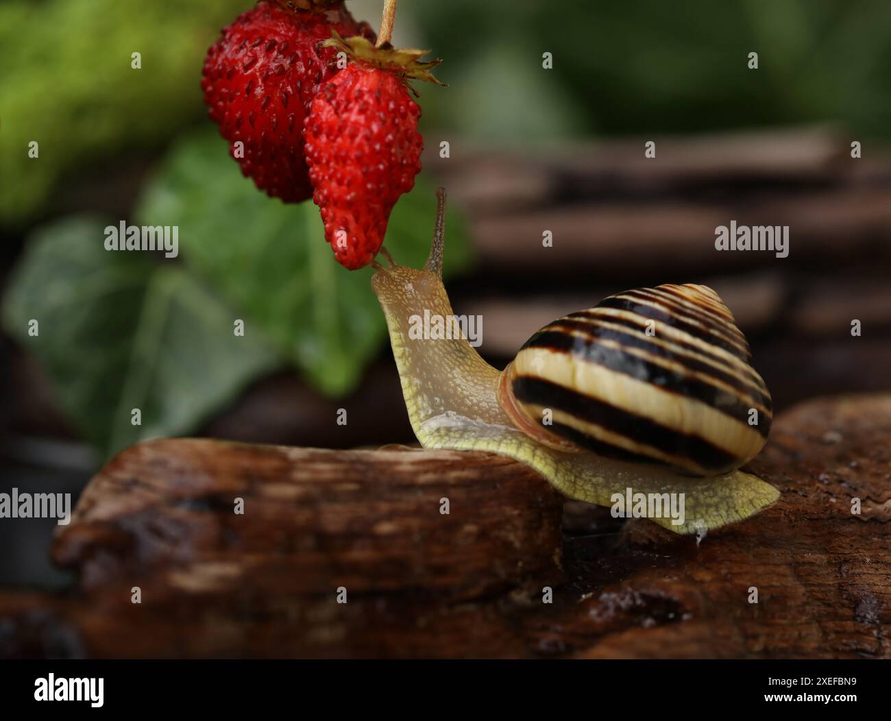 Escargot de jardin bagué dans le jardin d'été avec des fraises. Arrière-plan naturel Banque D'Images