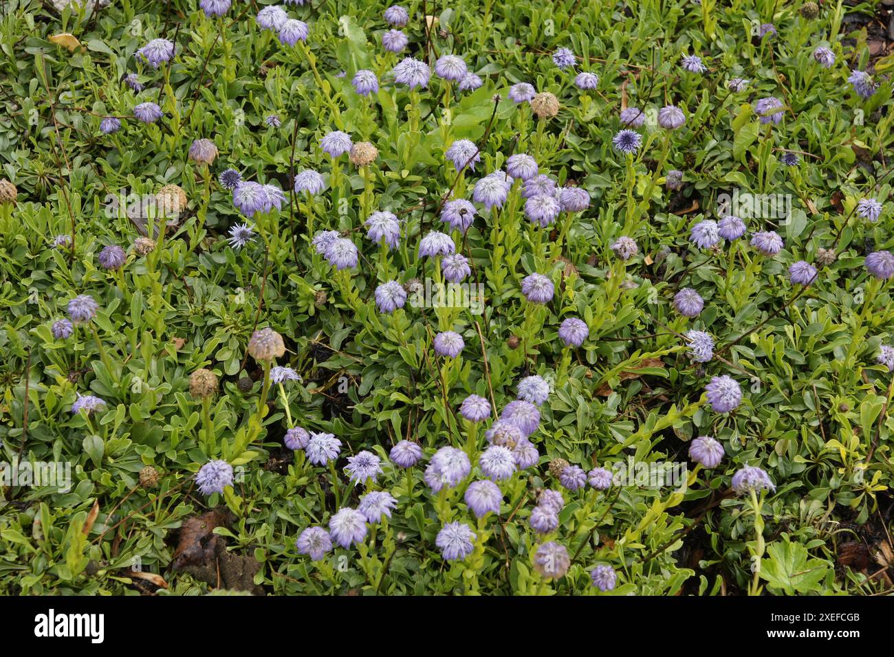 Globularia trichosantha, Syn. Globularia cordifolia, Herzblaettrige Kugelblume, Globeflower Banque D'Images