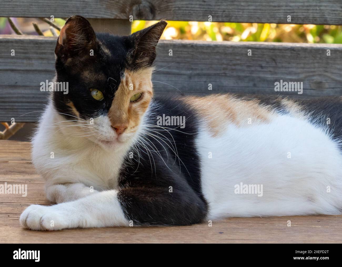 Chat brindillé inhabituel Banque D'Images
