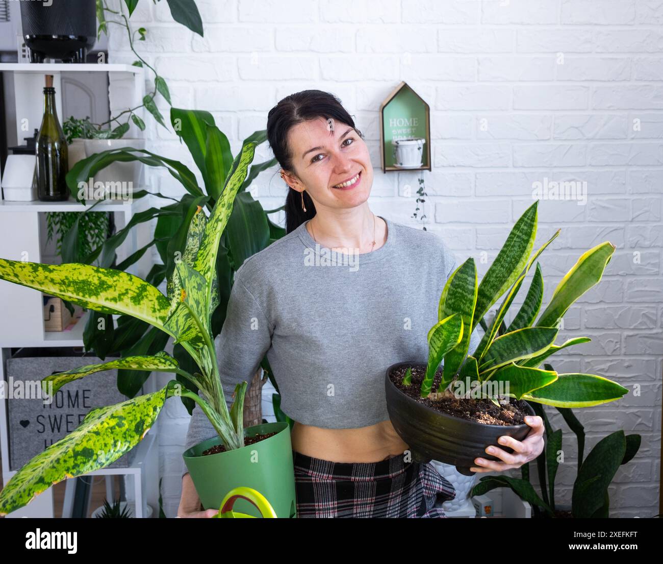 Rempoter et prendre soin de la plante à la maison dieffenbachia banane dans un nouveau pot à l'intérieur de la maison. Femme élève et cultive des plantes comme un passe-temps, ho Banque D'Images