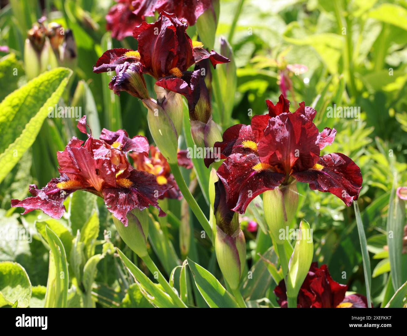 Iris barbu 'Red Zinger', Iridacées. Un iris pérenne rhizomateux avec des fleurs rouges foncées parfumées, volantes et veloutées. Banque D'Images