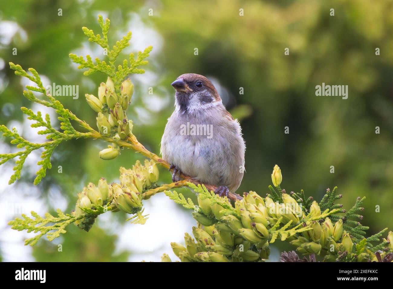 Moineau eurasien mâle juvénile sur thuja vert (passer montanus) Banque D'Images