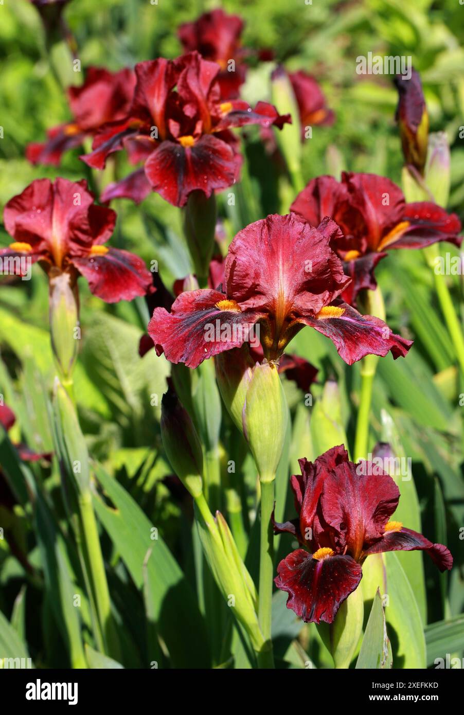 Iris barbu 'Red Zinger', Iridacées. Un iris pérenne rhizomateux avec des fleurs rouges foncées parfumées, volantes et veloutées. Banque D'Images
