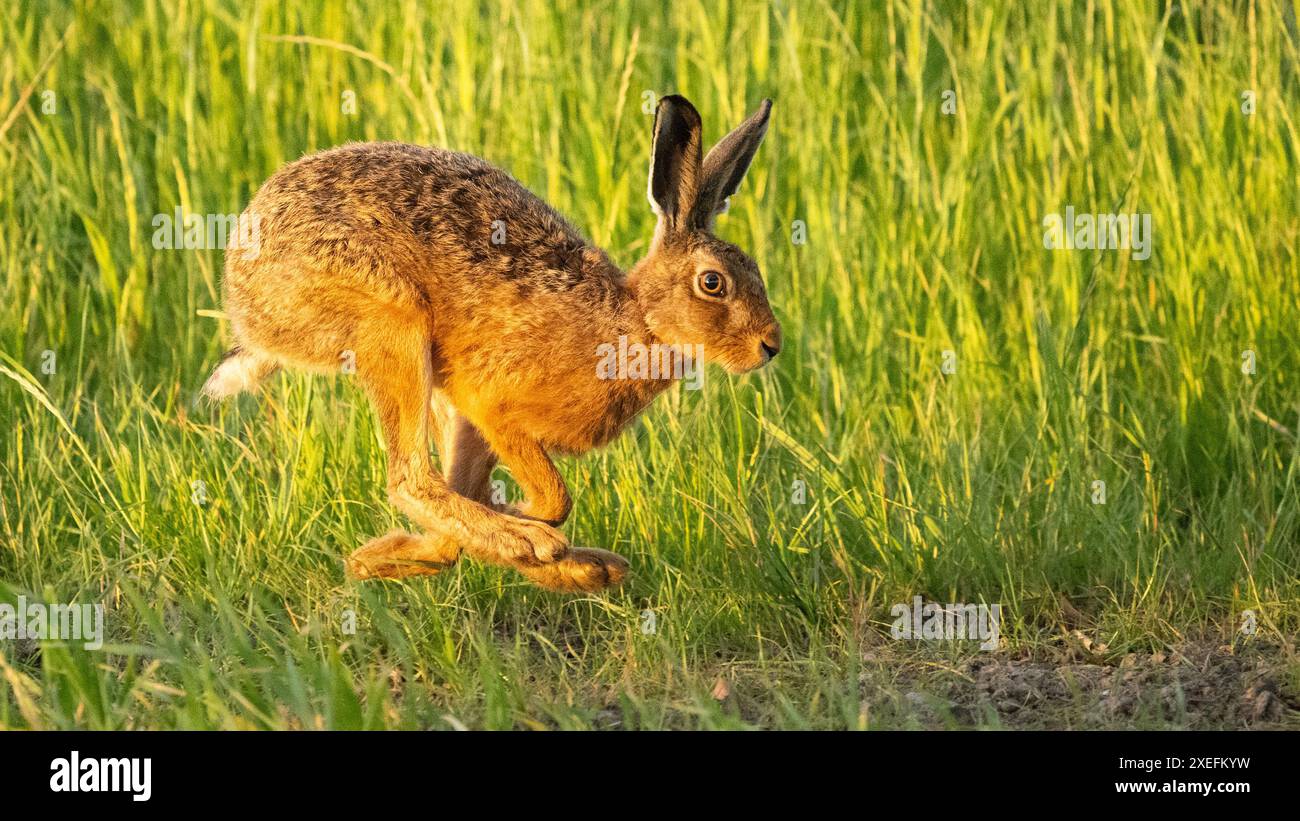 Lièvre brun (Lepus europaeus) courant le long du bord du champ au lever du soleil - Écosse, Royaume-Uni Banque D'Images