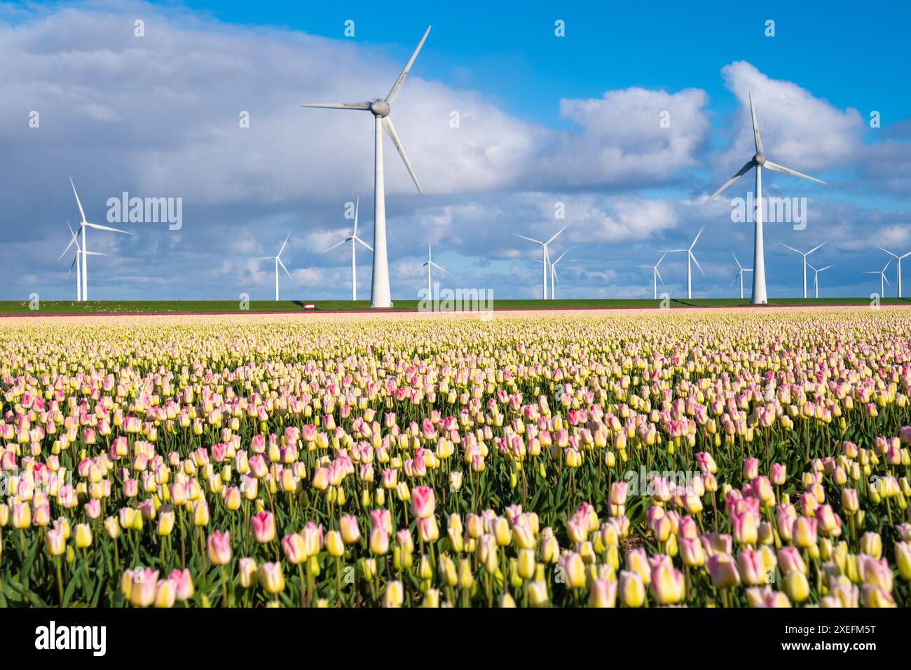 Les tulipes vibrantes se balancent gracieusement dans un champ tandis que les majestueux moulins à vent se dressent en arrière-plan, créant une scène pittoresque de du Banque D'Images