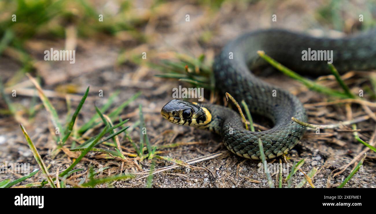 Serpent d'herbe se réchauffe au soleil un jour de printemps Banque D'Images