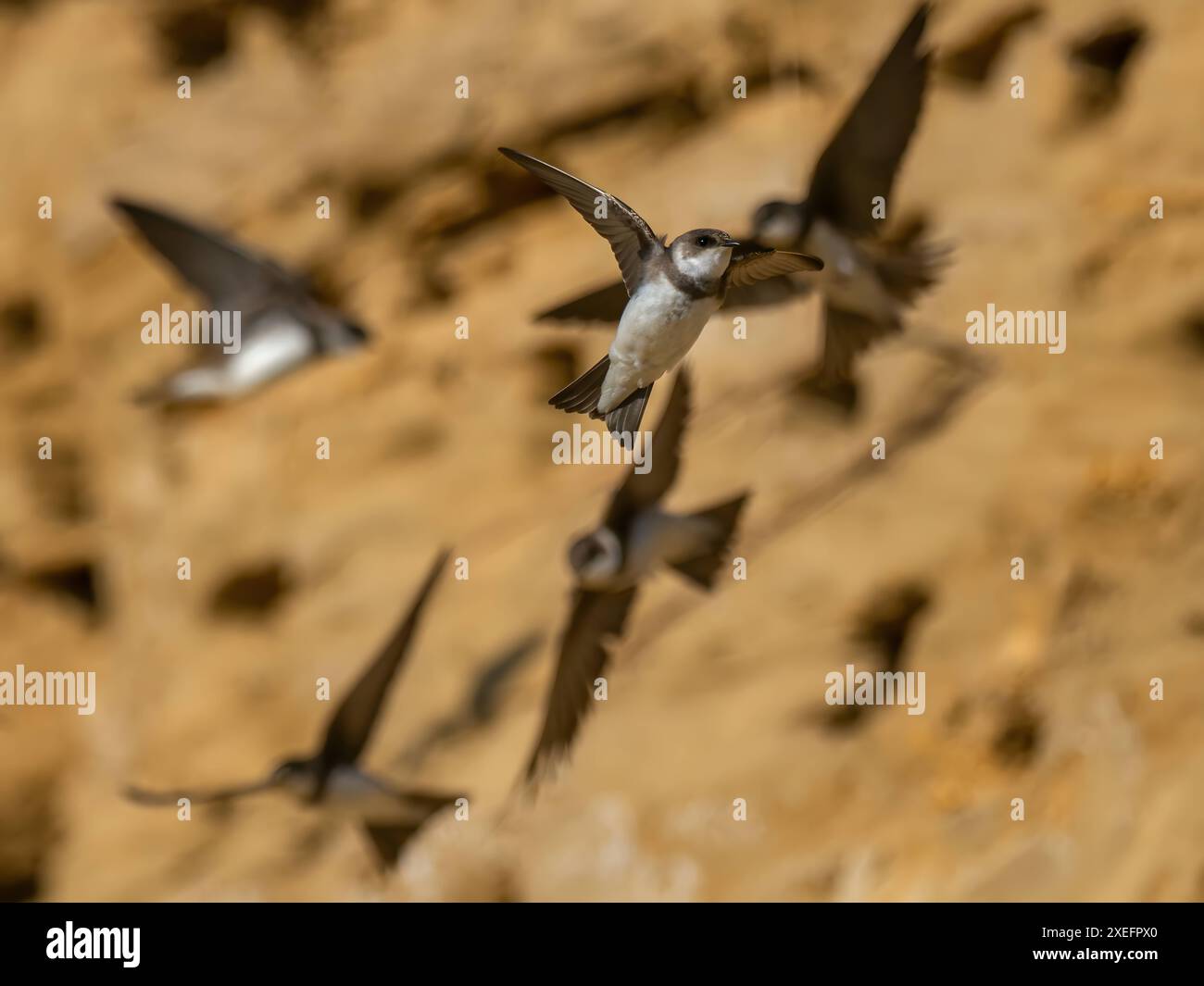 Sable martin en vol à côté de nids dans le sol. Banque D'Images