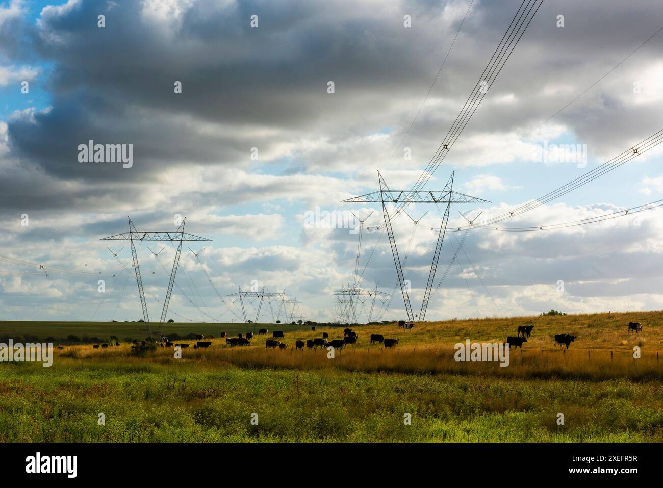 Pâturage du bétail dans la campagne Argentine sous les lignes électriques à haute tension Banque D'Images