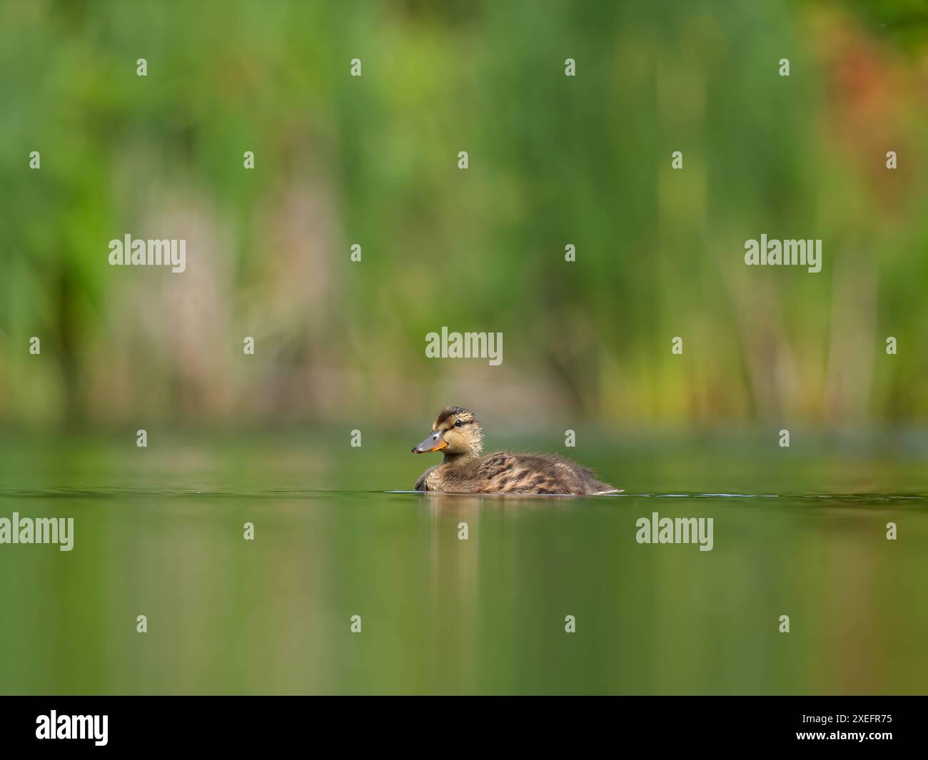 Le canard sauvage flotte sur l'eau. Banque D'Images