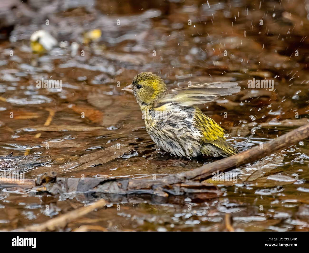 Le siskin eurasien prend un bain d'eau. Banque D'Images