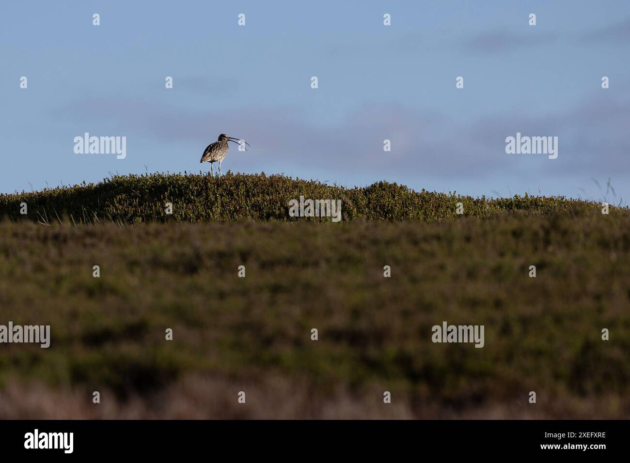 Numenius arquata eurasien ou Curlew commun avec son bec ouvert, appelant du haut d'une lande de bruyères un soir de fin d'été Banque D'Images