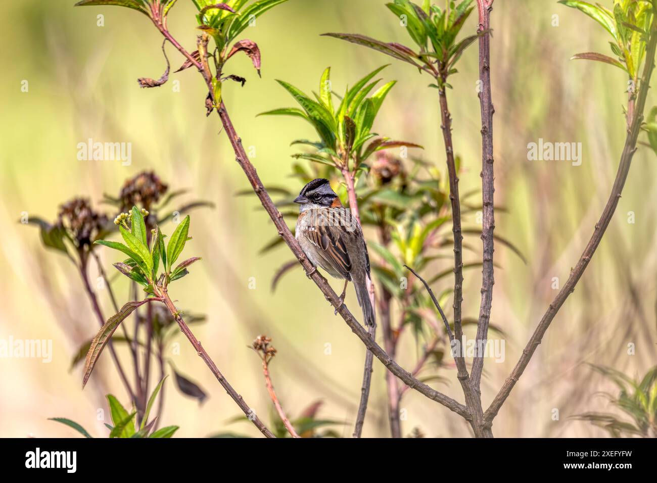 Moineau à col roux ou moineau andin (Zonotrichia capensis), département de Cundinamarca. Faune et observation des oiseaux en Colombie Banque D'Images