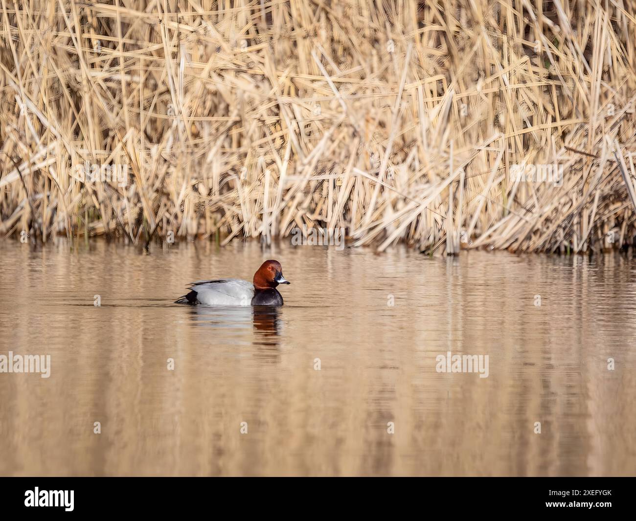 Coulées de verger communes, roseaux secs en arrière-plan. Banque D'Images