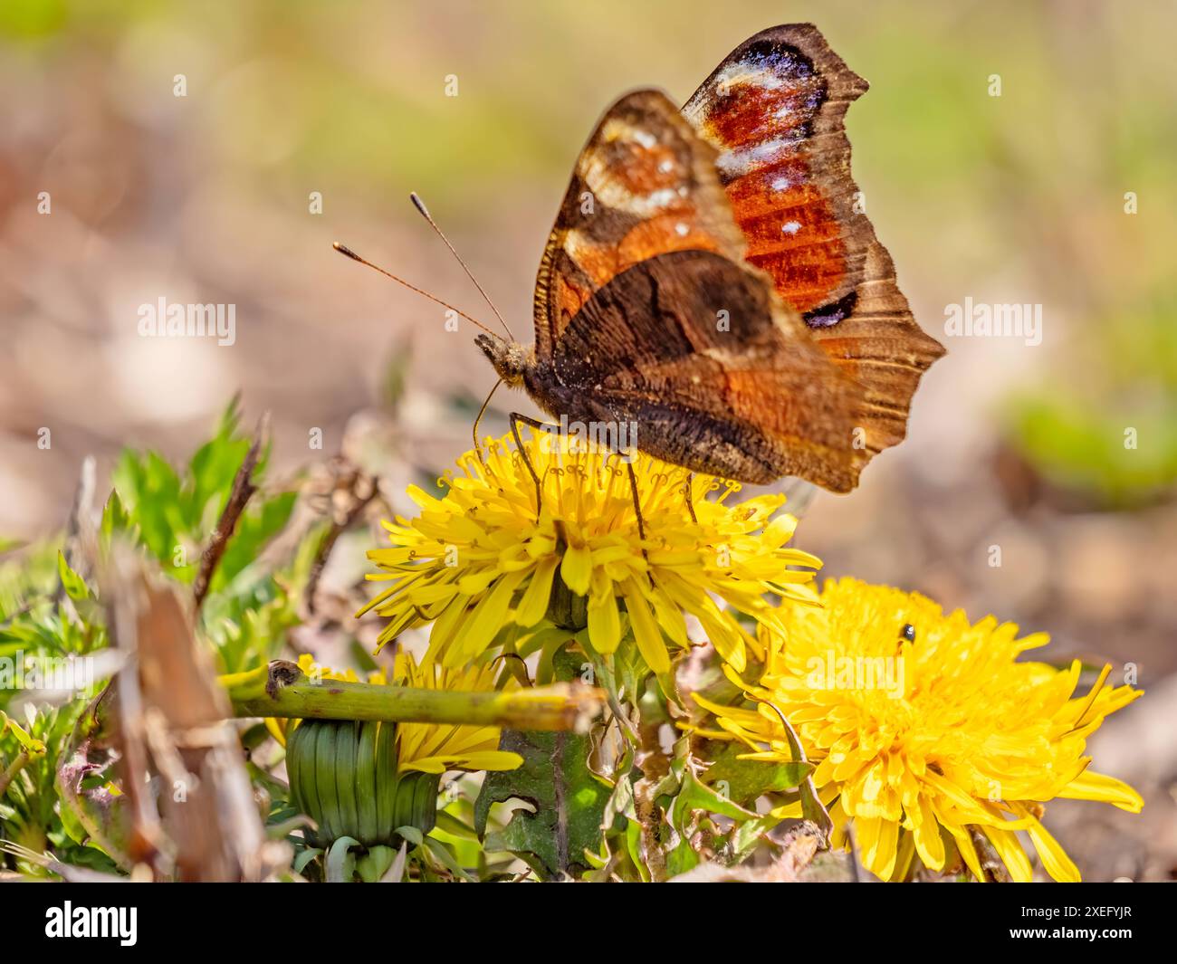 Papillon paon assis sur une laitière jaune. Banque D'Images