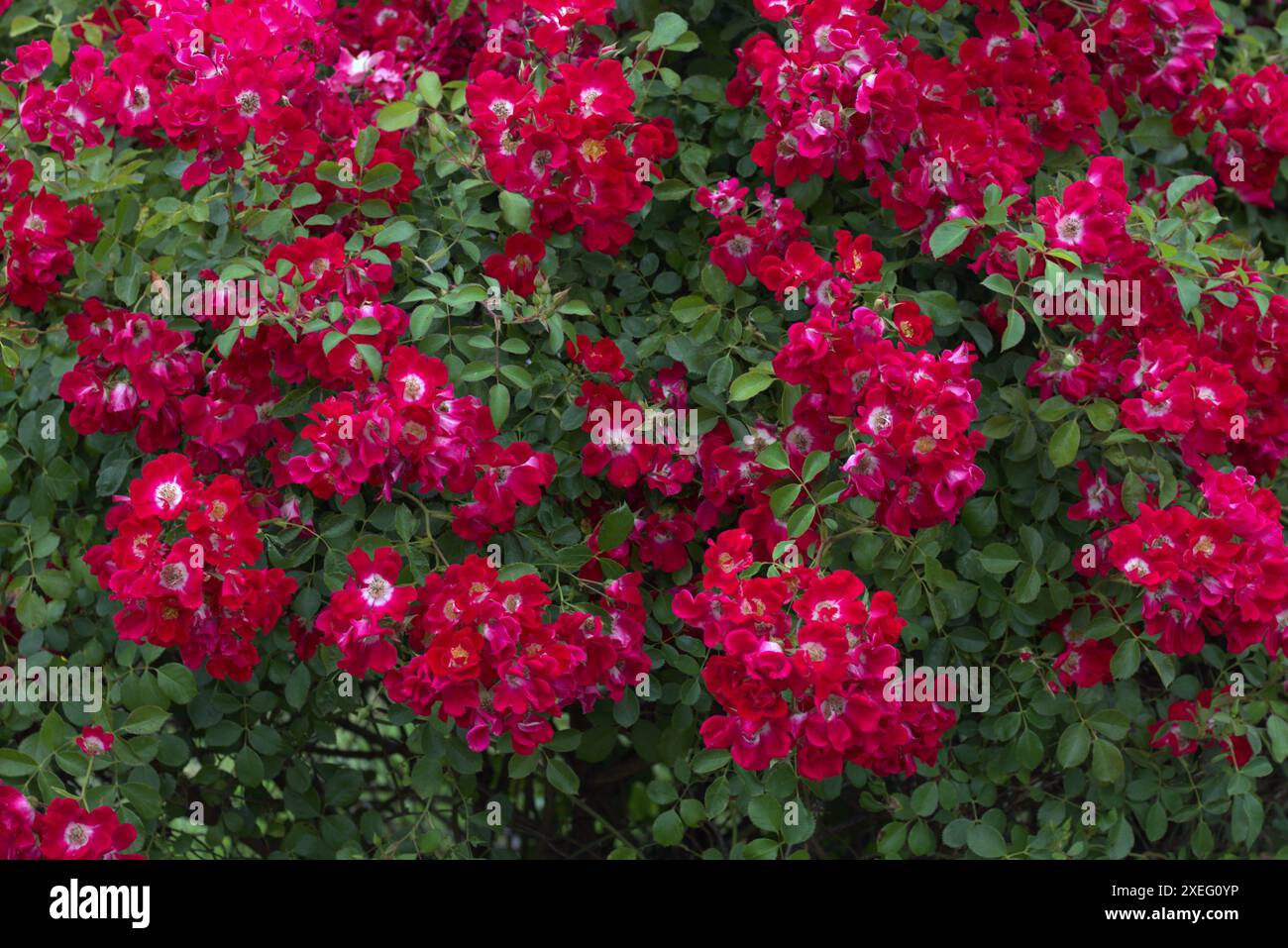 des grappes vibrantes de roses rouges en pleine floraison contre le feuillage vert. concepts : sites web ou articles de jardinage, promotions de magasins floraux, guides horticoles ou catalogues de plantes, produits d'ingrédients naturels Banque D'Images