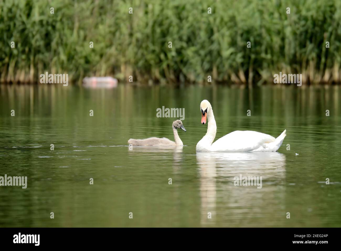 Cygne muet adulte avec des bébés sur l'eau, photographie rapprochée, paysage vert. Banque D'Images