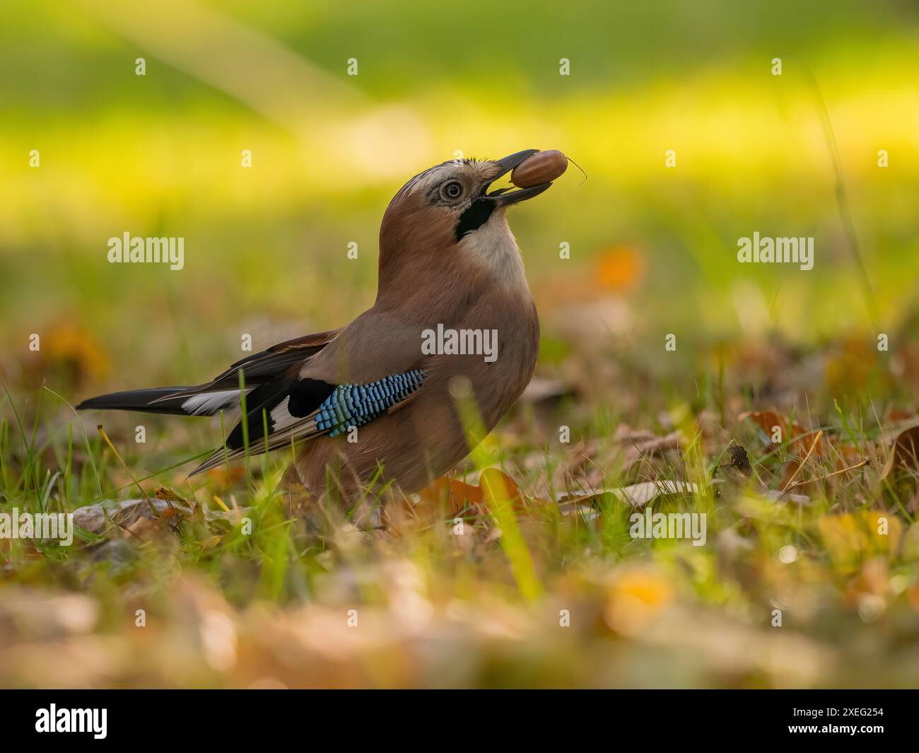 jay eurasien avec un gland dans son bec au milieu de l'herbe verte. Banque D'Images