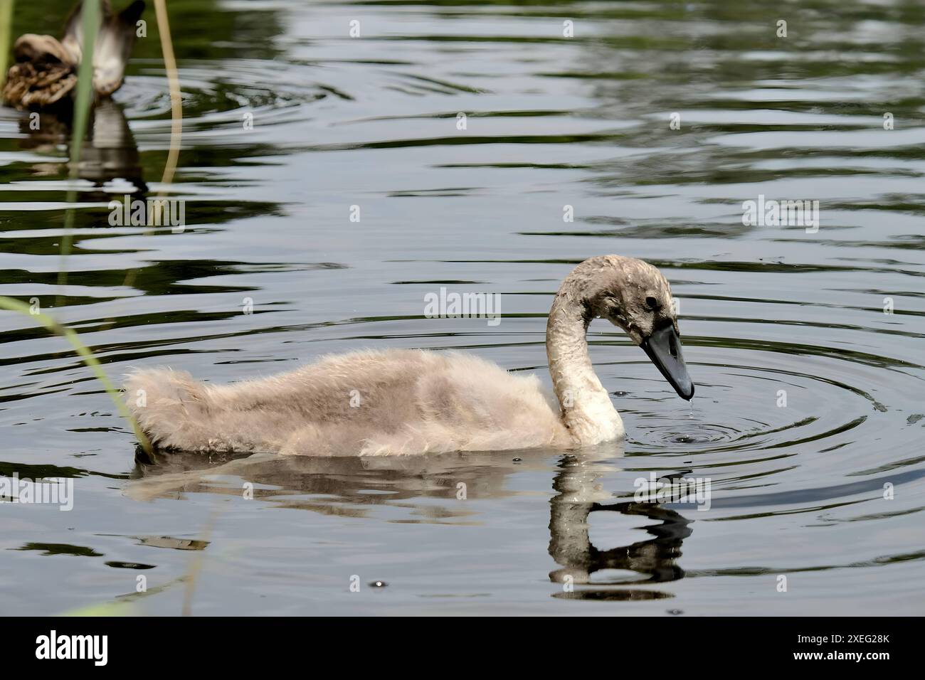 Jeune cygne muet sur l'eau, photographie en gros plan, paysage vert. Banque D'Images