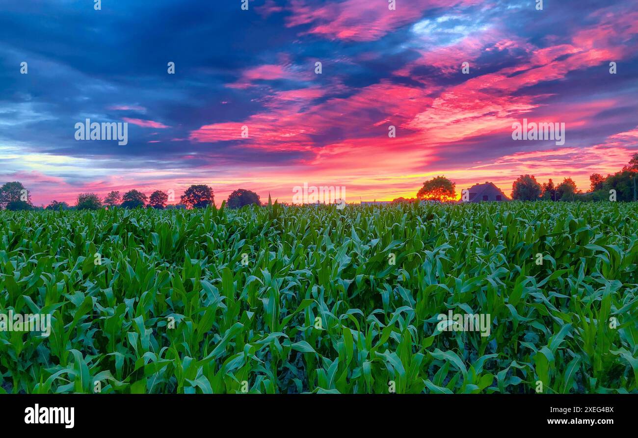 Coucher de soleil vibrant sur des champs de maïs luxuriants avec un paysage nuageux spectaculaire Banque D'Images