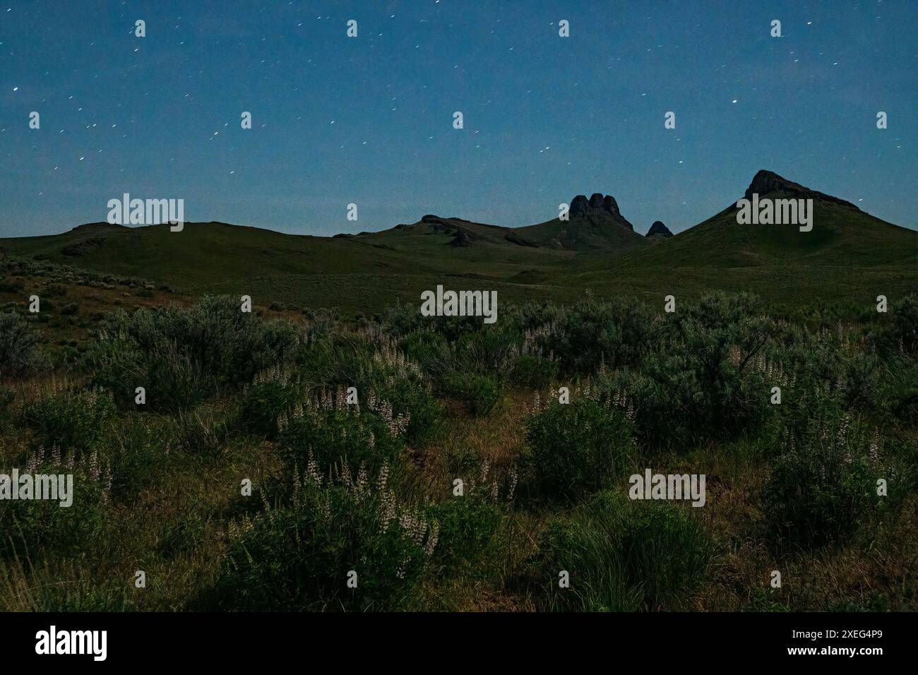 Moonlilght à Three Fingers Rock, avec des lupins au premier plan, dans les hautes terres des Owyhee Canyonlands de l'Oregon. Banque D'Images