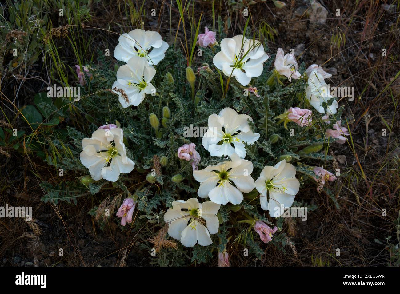 Desert Evening Primrose (Oenothera eaespitosa) à Sucor Creek dans Owyhee Canyonlands, au sud-est de l'Oregon, Banque D'Images