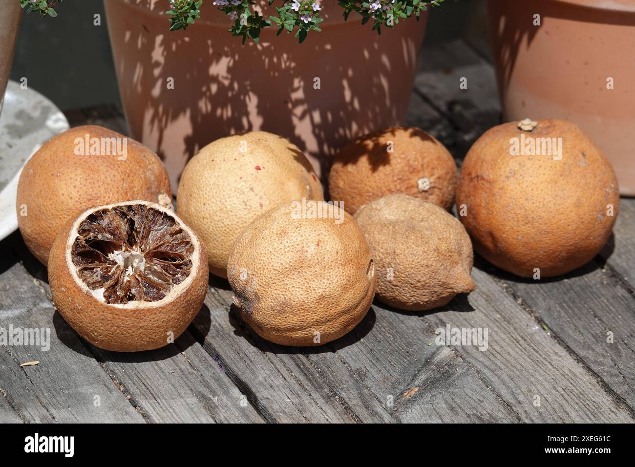 Citrus sinensis, Orangen, séché Banque D'Images