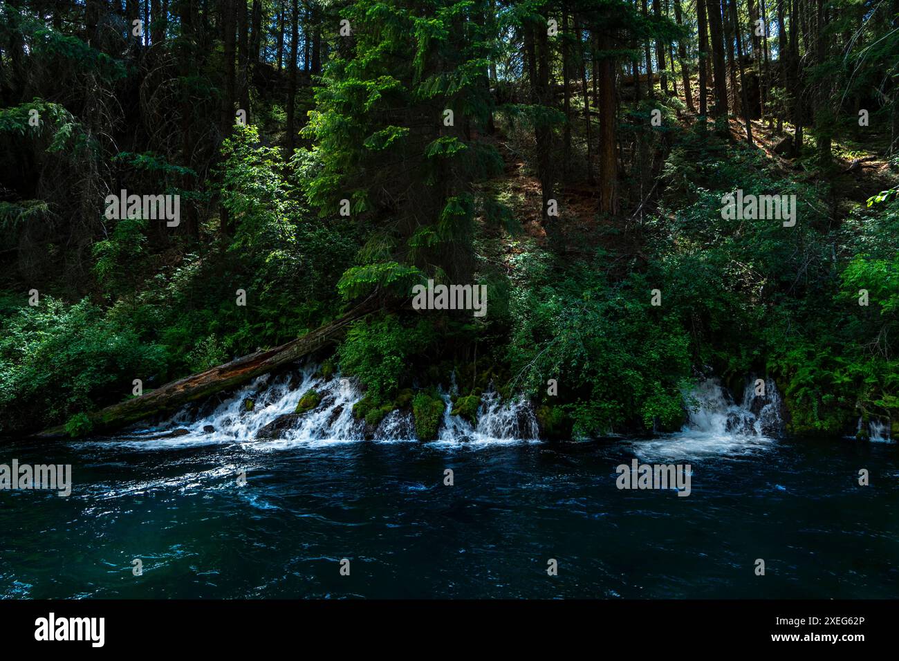 L'eau de source s'écoule de la rive de la célèbre rivière Metolius de l'Oregon, près du petit village de Camp Sherman. Banque D'Images