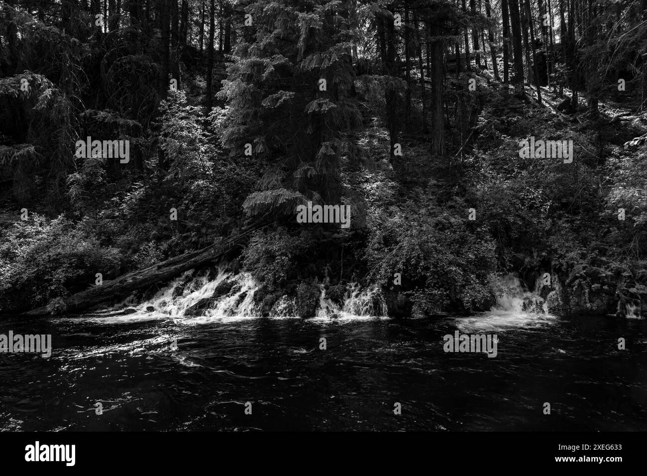 L'eau de source s'écoule de la rive de la célèbre rivière Metolius de l'Oregon, près du petit village de Camp Sherman. Banque D'Images