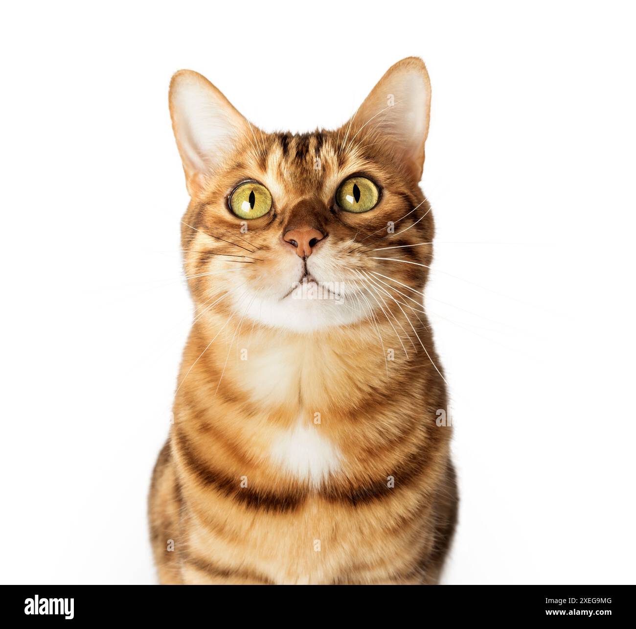 Abattu dans la tête d'un chat du Bengale. Banque D'Images
