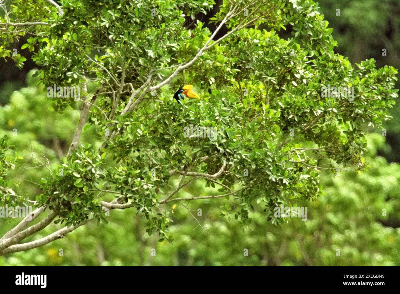 Un individu femelle de Hornbill (Rhyticeros cassidix), fouille un arbre dans une zone de forêt tropicale près du mont Tangkoko et Duasudara à Bitung, Banque D'Images